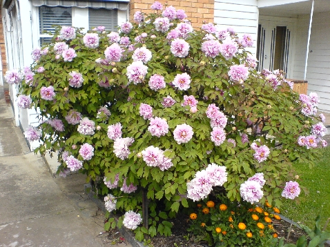 Big ol tree paeony